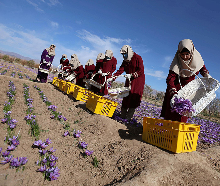 saffron sahoora harvesters